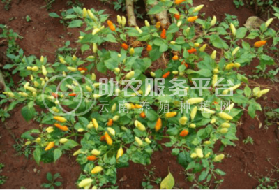 红河小米辣椒种植基地 供应量 4吨图7