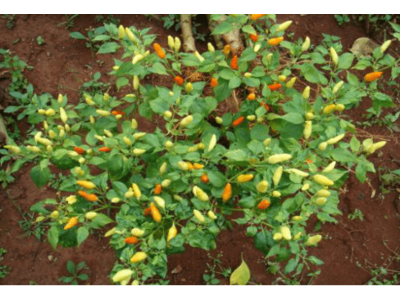 红河小米辣椒种植基地 供应量 4吨图7