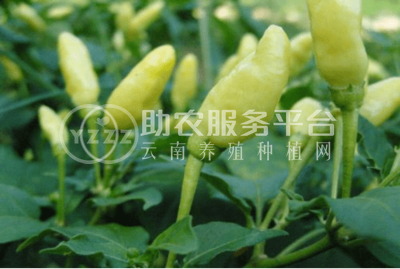 红河小米辣椒种植基地 供应量 4吨图5
