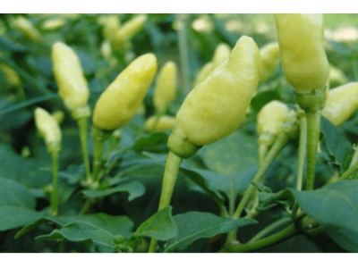 红河小米辣椒种植基地 供应量 4吨图5