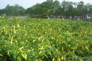 红河小米辣椒种植基地 供应量 4吨图8