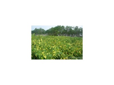 红河小米辣椒种植基地 供应量 4吨图8
