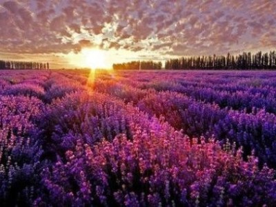 楚雄薰衣草种植基地供应量90亩