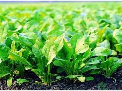 楚雄菠菜种植基地供应量9吨图3