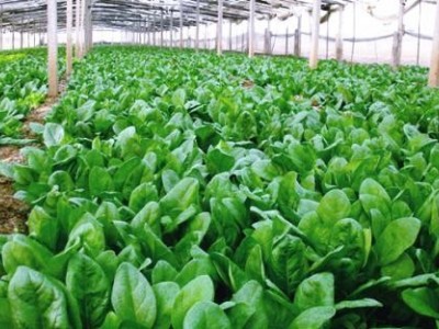 楚雄菠菜种植基地供应量9吨