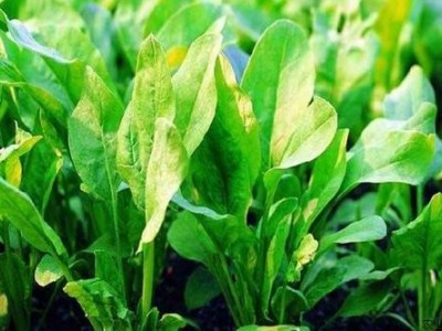 楚雄菠菜种植基地供应量9吨图2