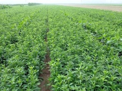 楚雄白术种植基地供应量8吨图3