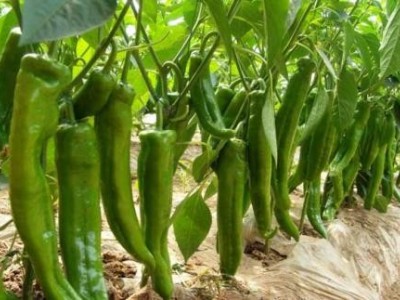 楚雄辣椒种植基地供应量6吨