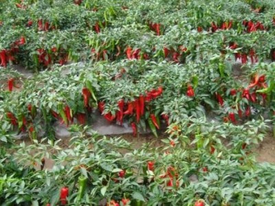 楚雄辣椒种植基地供应量6吨图3