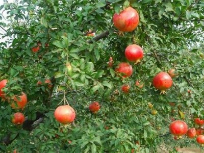 楚雄石榴种植基地供应量8吨图2