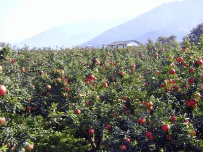 楚雄石榴种植基地供应量8吨图3