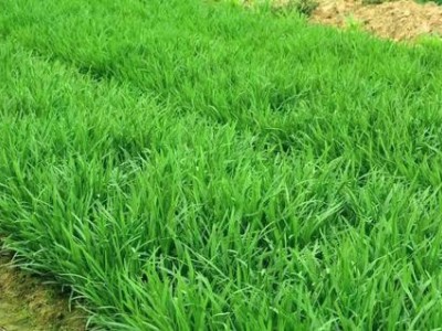 楚雄韭菜种植基地供应量5吨