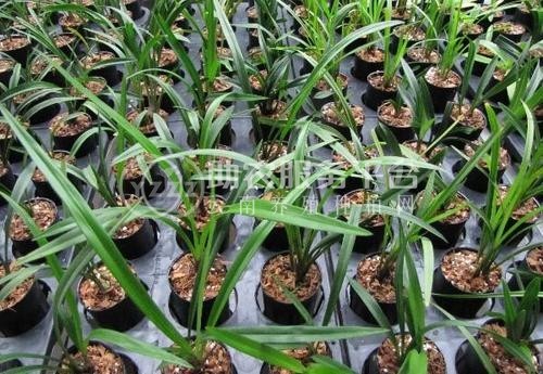 楚雄兰花种植基地供应量90亩图2
