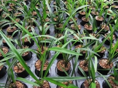 楚雄兰花种植基地供应量90亩图2