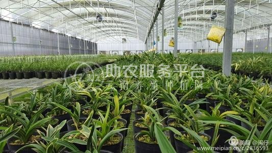 楚雄兰花种植基地供应量90亩图1