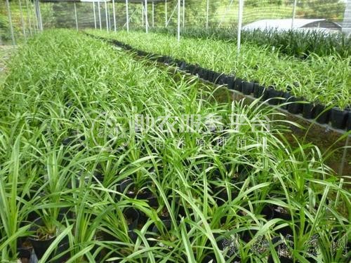 楚雄兰花种植基地供应量90亩图3