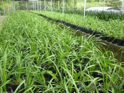 楚雄兰花种植基地供应量90亩图3