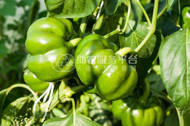 红河青辣椒植基地 供应量 2吨图1