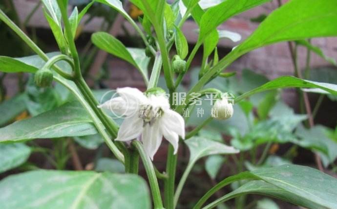 红河青辣椒植基地 供应量 2吨图2