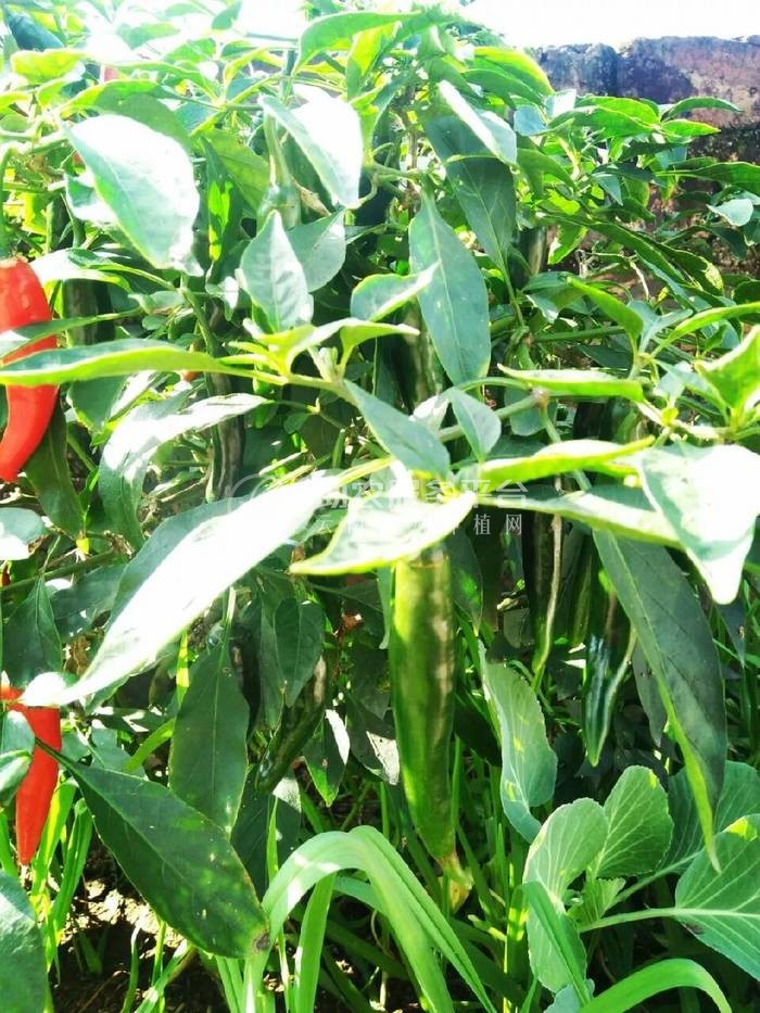 红河青辣椒植基地 供应量 2吨图3
