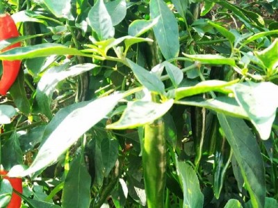 红河青辣椒植基地 供应量 2吨图3