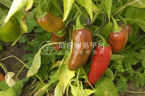 红河青辣椒植基地 供应量 2吨图5