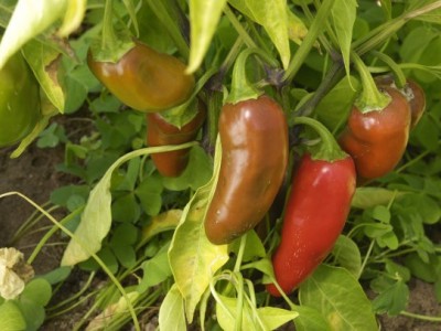红河青辣椒植基地 供应量 2吨图5