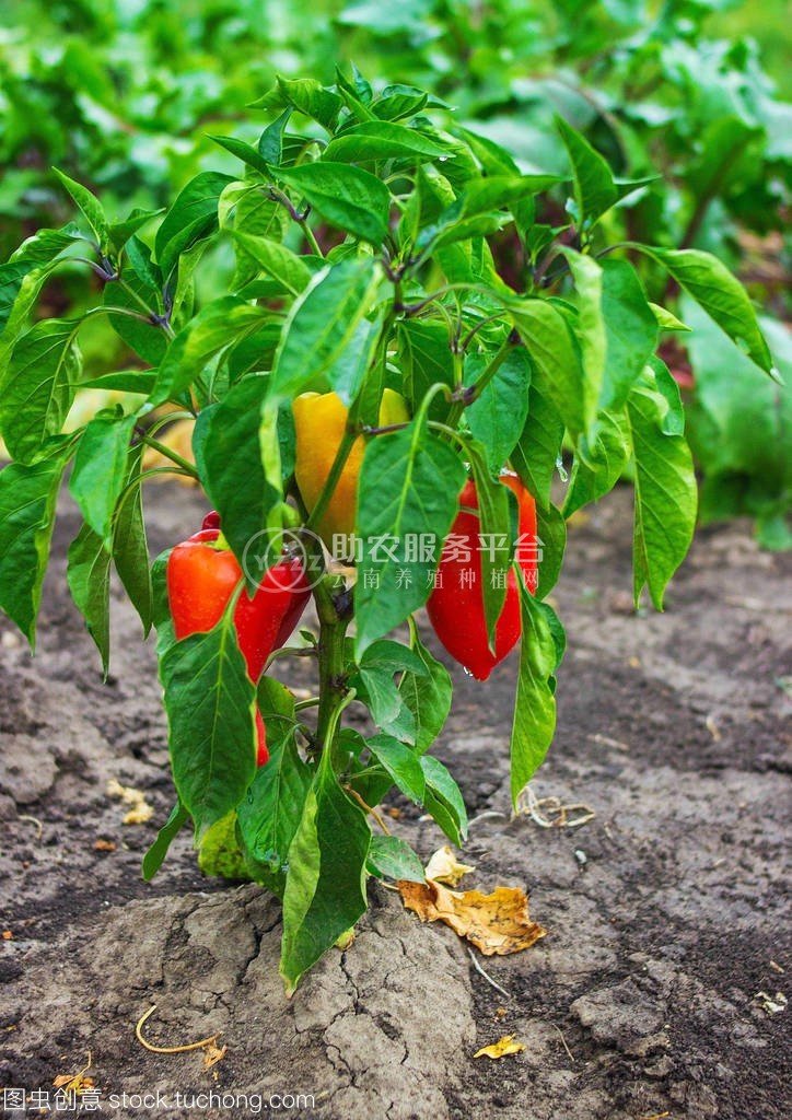 红河青辣椒植基地 供应量 2吨图6