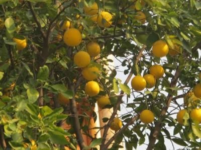 楚雄香橼种植基地供应量8吨