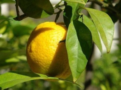 楚雄香橼种植基地供应量8吨图2