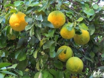 楚雄香橼种植基地供应量8吨图3