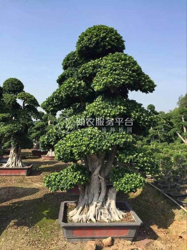 大理榕树种植基地供应1万株图1
