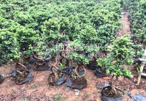 大理榕树种植基地供应1万株图2