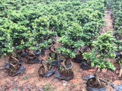 大理榕树种植基地供应1万株图2