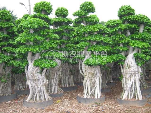 大理榕树种植基地供应1万株图3
