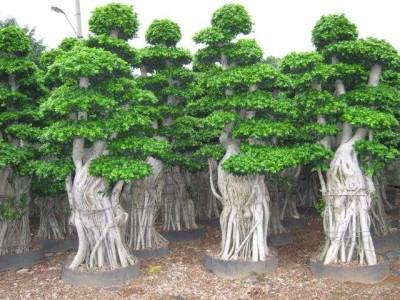 大理榕树种植基地供应1万株图3