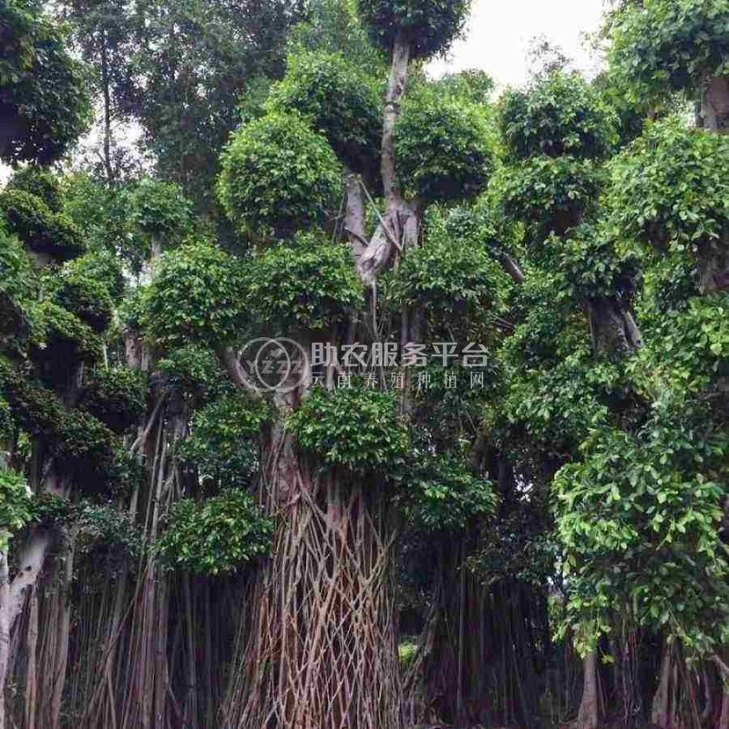大理榕树种植基地供应1万株图4