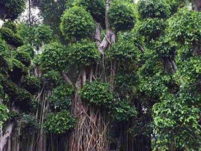 大理榕树种植基地供应1万株图4