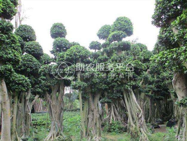 大理榕树种植基地供应1万株图5