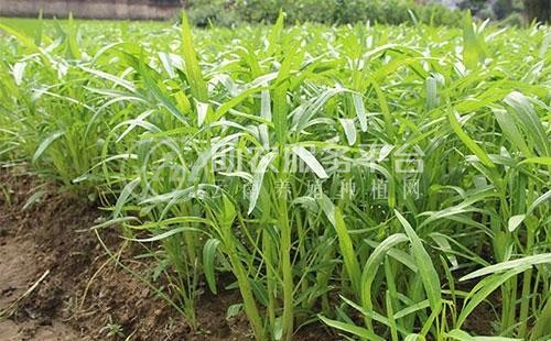 红河个旧市空心菜种植中心  供应量2吨图1