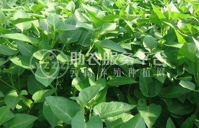 红河个旧市空心菜种植中心  供应量2吨图4