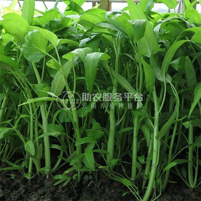 红河个旧市空心菜种植中心  供应量2吨图5