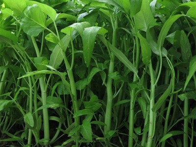 红河个旧市空心菜种植中心  供应量2吨图5