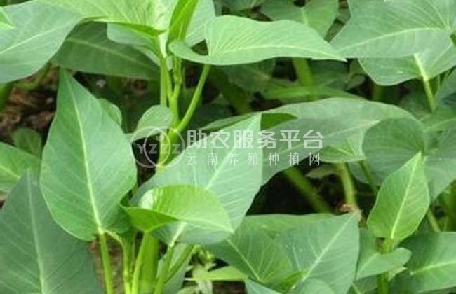 红河个旧市空心菜种植中心  供应量2吨图6