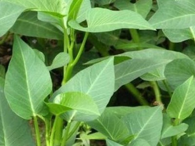 红河个旧市空心菜种植中心  供应量2吨图6