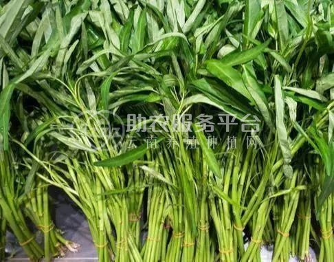 红河个旧市空心菜种植中心  供应量2吨图2