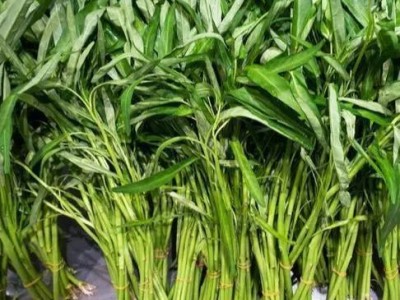 红河个旧市空心菜种植中心  供应量2吨图2