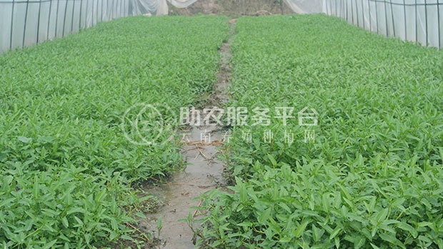 红河个旧市空心菜种植中心  供应量2吨图7