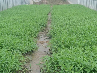 红河个旧市空心菜种植中心  供应量2吨图7
