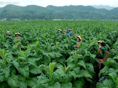 楚雄考研种植基地供应量5吨